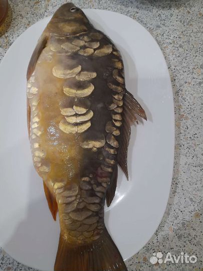 Рыба запеченная, жареная рыба