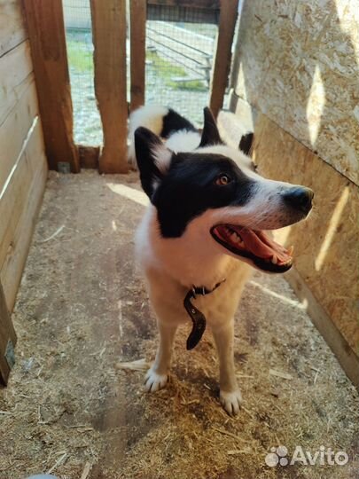 Найдена собака