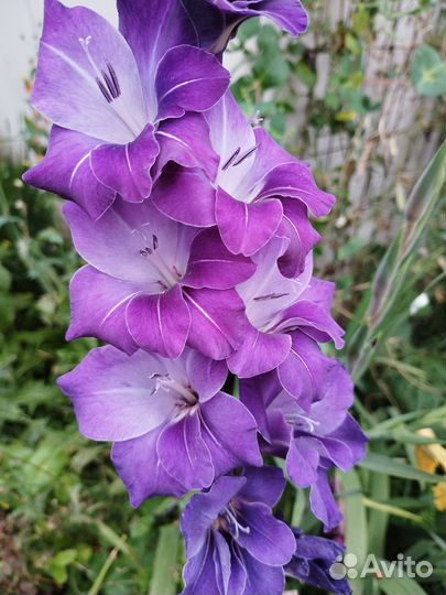 Гладиолусы луковицы