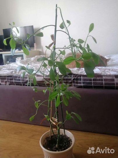 Кактус, бальзамин, колеус