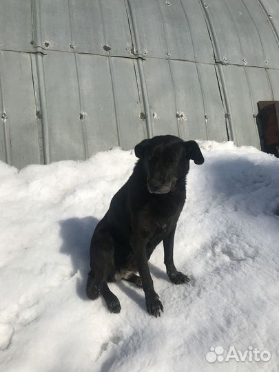 Собачка ищет дом