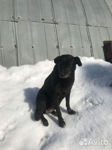 Собачка ищет дом