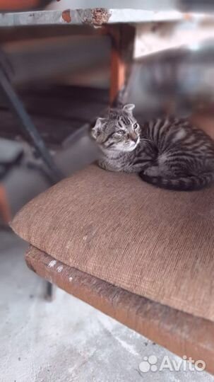 Шотландские котята