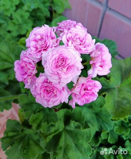 Пеларгония Царская невеста, Мерлезон 2