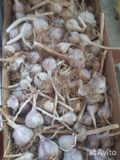 Семена чеснока