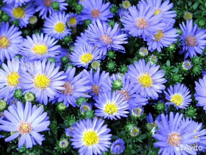 Ромашки садовые