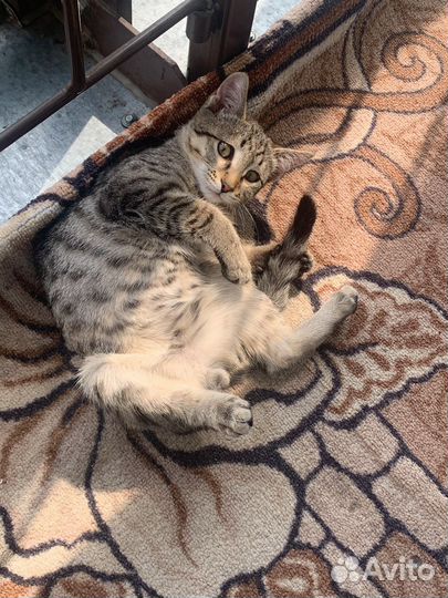 Бесплатный котенок