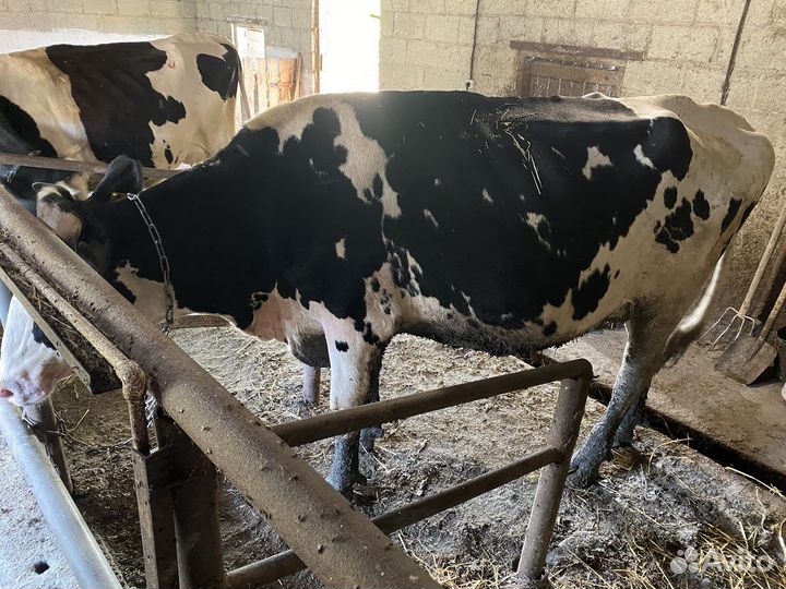 Корова стельная дойная