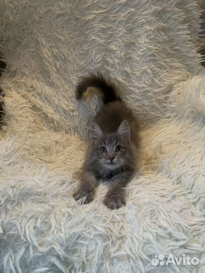 Домашние животные котята