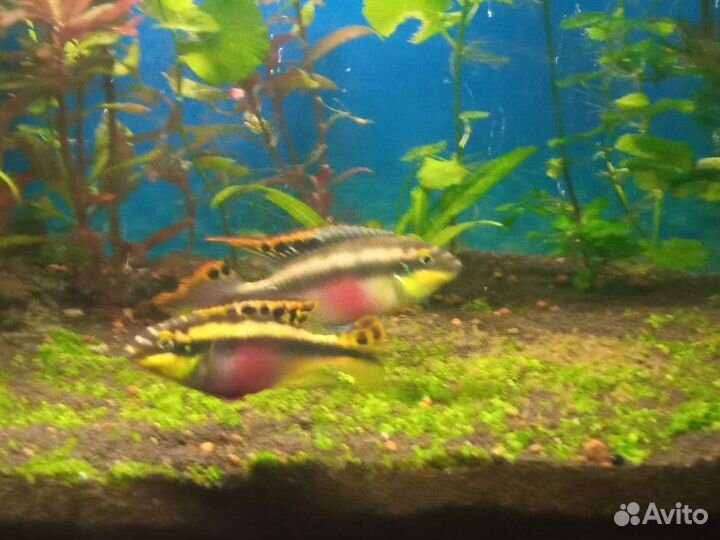 Креветки, рыбки, растения