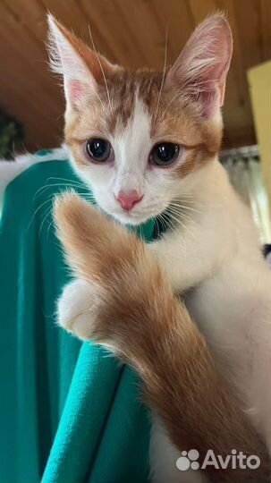 Сверхласковый рыжий котенок девочка в дар 3,5 мес