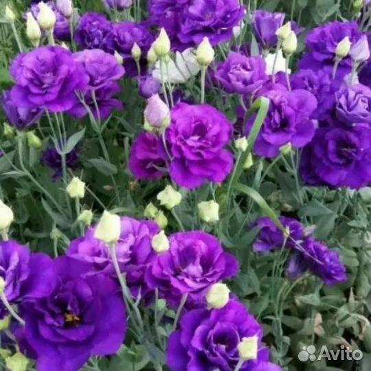 Эустома - рассада