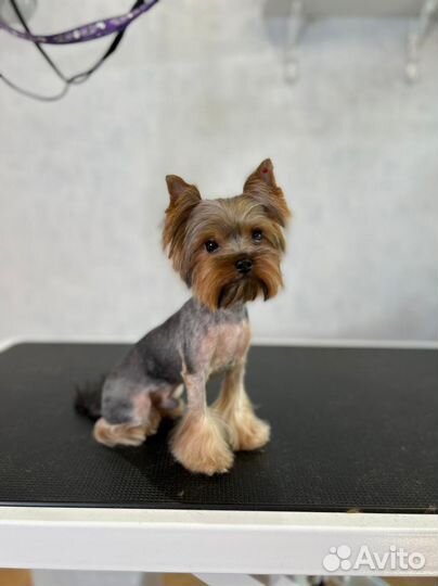 Стрижка собак и кошек. Грумер