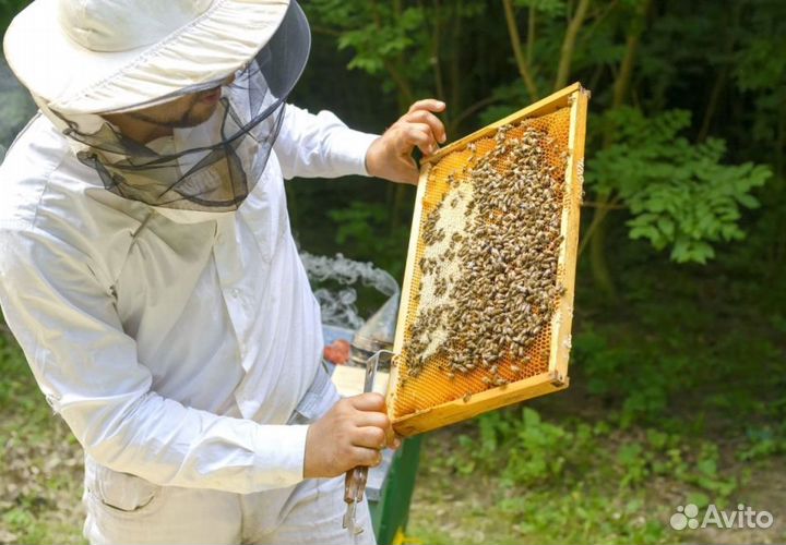 Мед натуральный алтайский опт