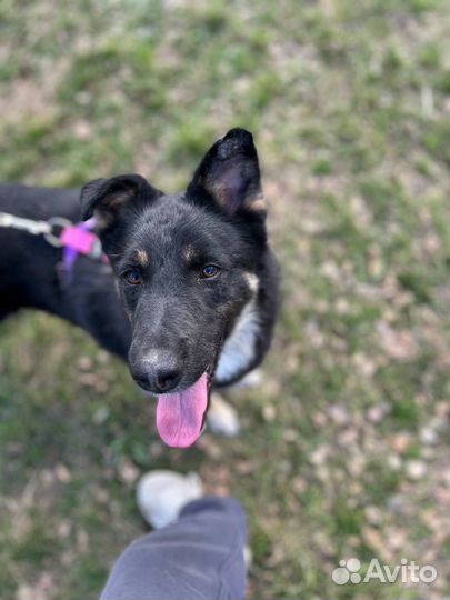 Собака в добрые руки отдам бесплатно