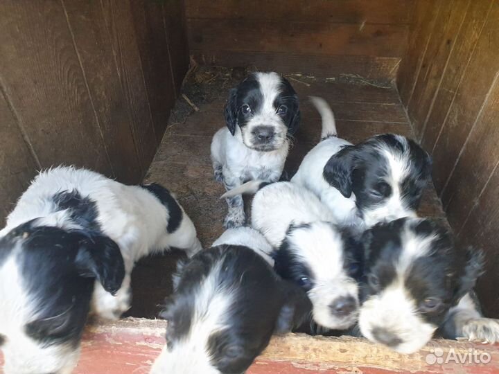 Щенки спаниеля