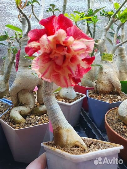 Адениум взрослый сортовой