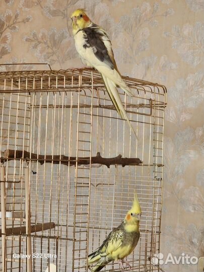 Попугай корелла пара