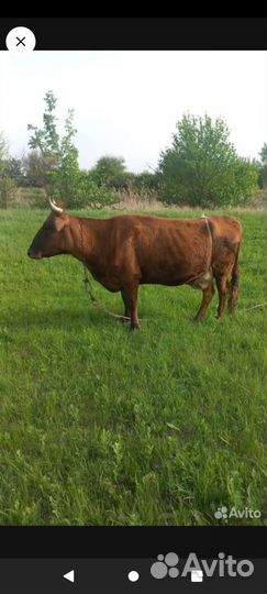 Корова и тёлка