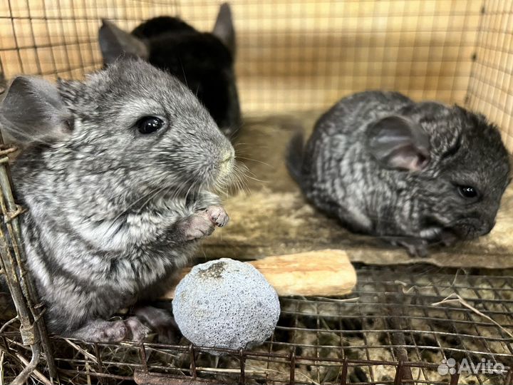 Шиншилла от заводчика стандартный окрас