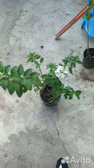 Гортензия ванила фрайз саженцы