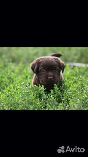 Щенки лабрадора