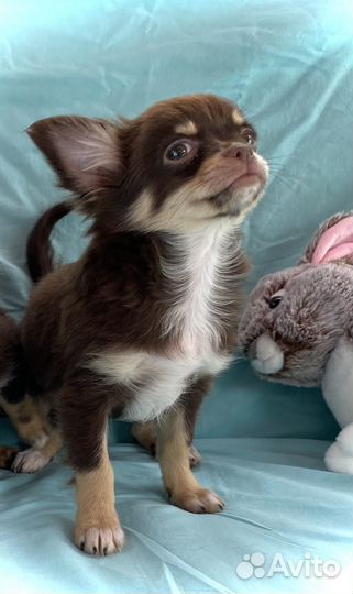 Щенки чихуахуа стандарт и мини