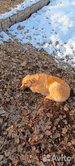 Отдам в добрые руки