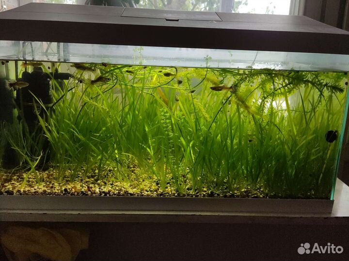 Аквариум