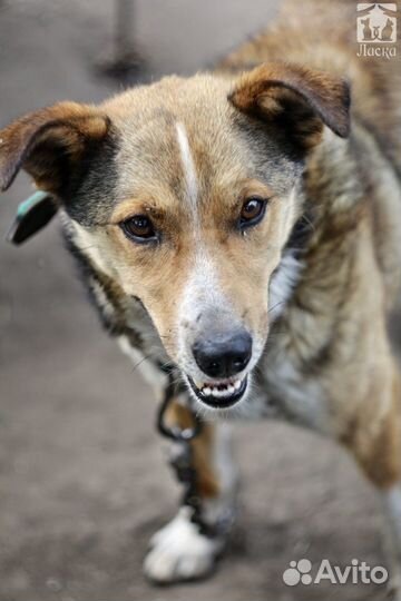 Крафт заждался хозяина