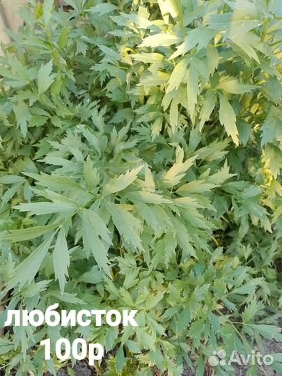 Иссоп, любисток