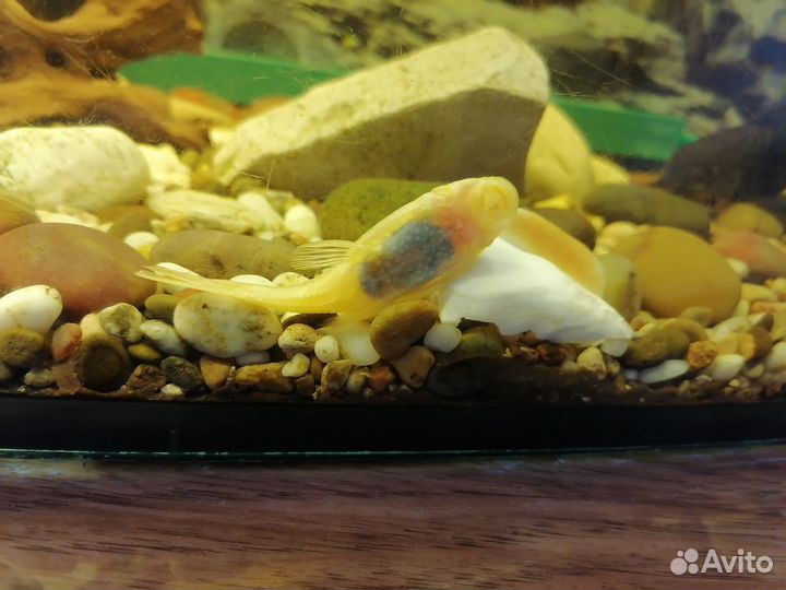 Аквариум с рыбками