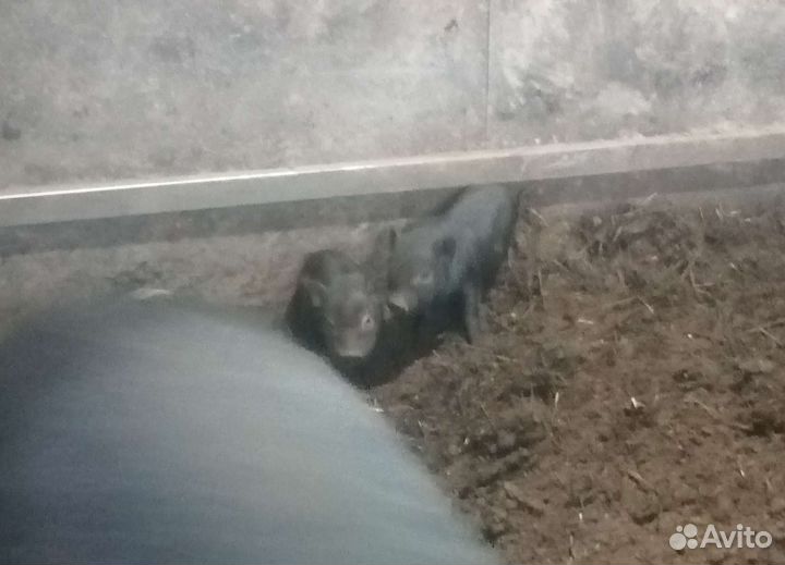 Вьетнамские вислобрюхие поросята