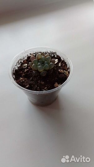 Хавротия Купера