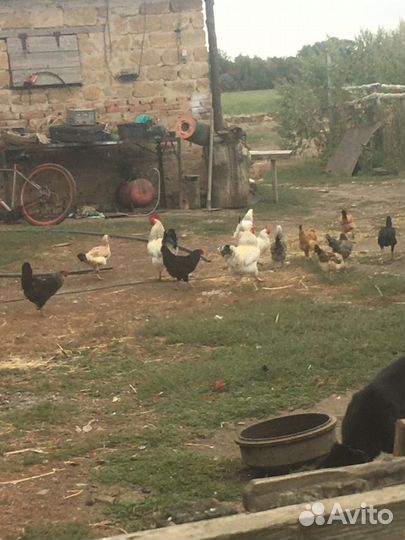 Куры, индушки