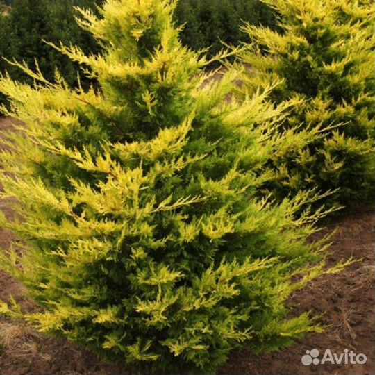 Кипарисовик Голд Райдер саженцы