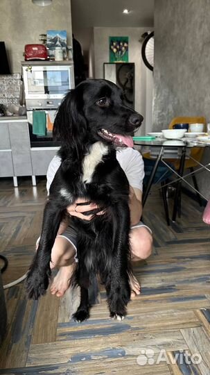 Собака (спаниель) в добрые руки