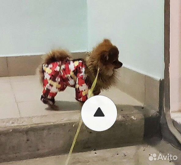 Комбинезон для щенка (сука)