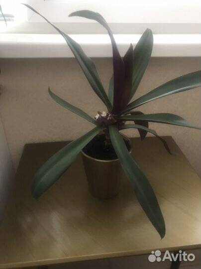 Рео домашний цветок