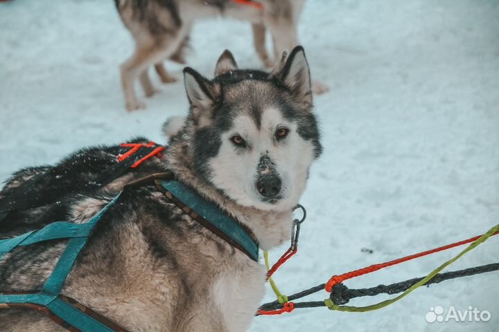 Собака в добрые руки бесплатно