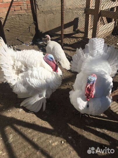 Инкубационное яйцо индейки