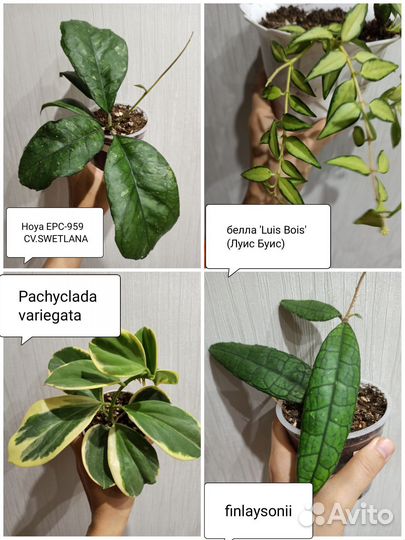 Хойи и дисхидии часть 2