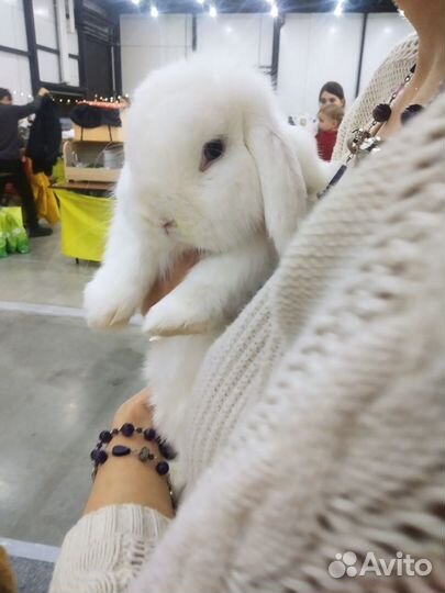 Кролик белый голубоглазый для фото