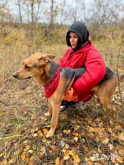 Добрейшей души пес ищет дом
