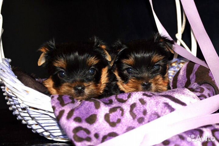 Йоркширский терьер мини щенки бейби фейс