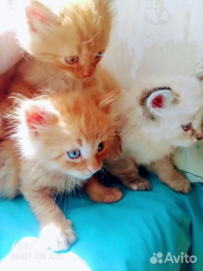 Котята в добрые руки