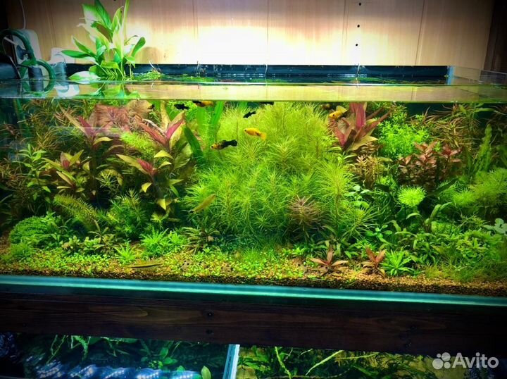 Аквариумные растения
