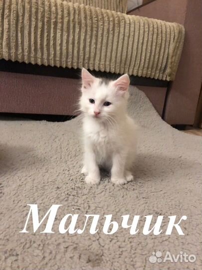 Котята бесплатно