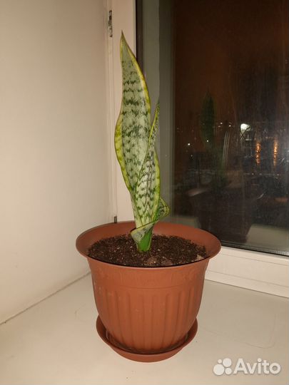 Цветок в офис