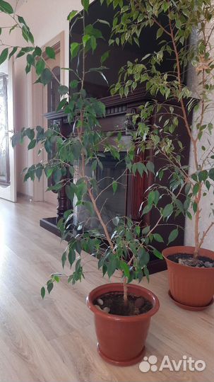 Фикус бенджамина
